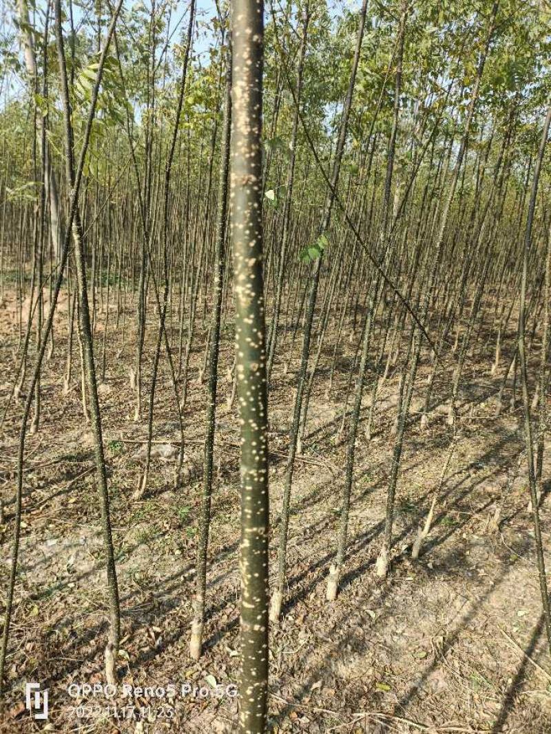 国槐苗，基地种植面积广，品种多，规格全，数