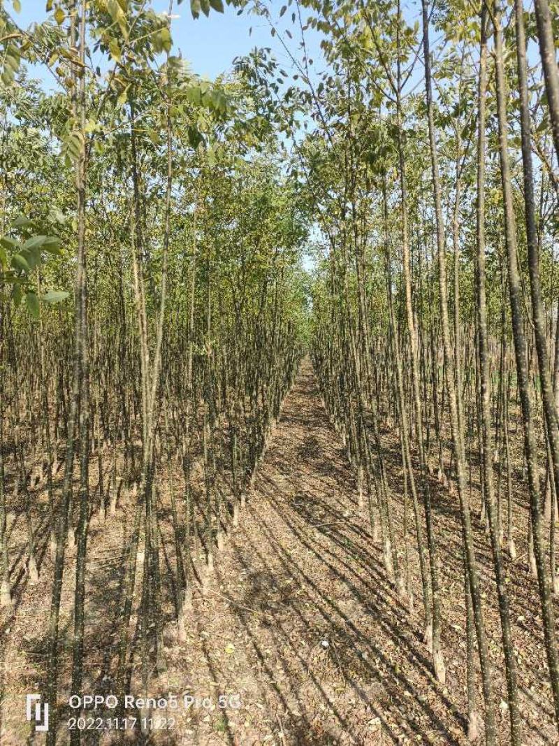 国槐苗，基地种植面积广，品种多，规格全，数