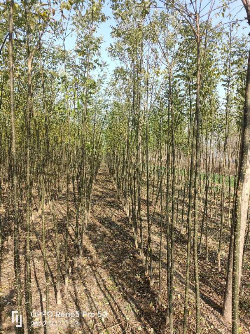 国槐苗，基地种植面积广，品种多，规格全，数