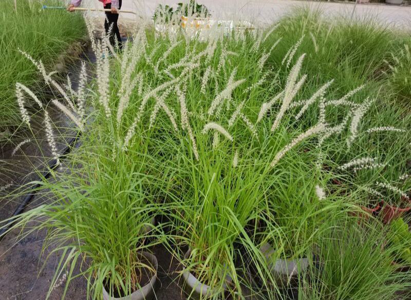 多年生大布尼狼尾草种子盆栽庭院阳台观赏草种子大布尼狼尾草