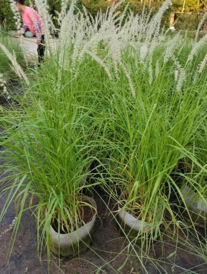 多年生大布尼狼尾草种子盆栽庭院阳台观赏草种子大布尼狼尾草