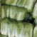 山东白菜/黄心白菜/白菜/北京3号白菜/大白菜/全国发货