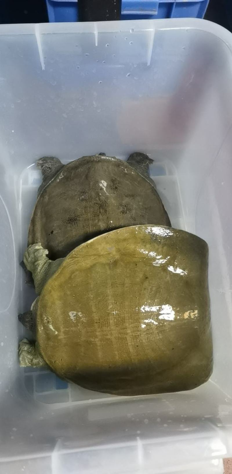 十年老黄沙，品质鱼，天花板