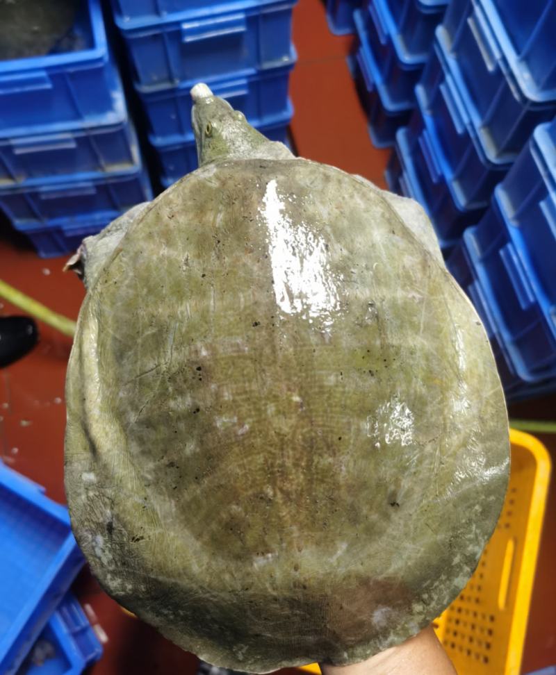 十年老黄沙，品质鱼，天花板
