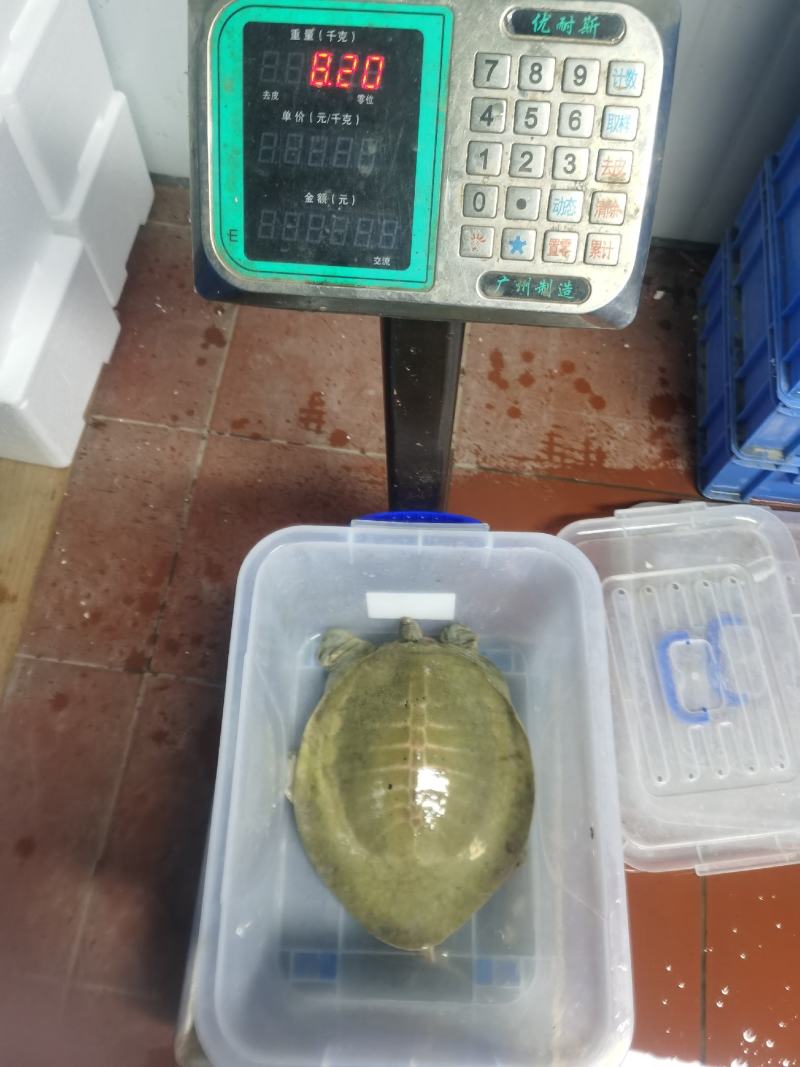 十年老黄沙，品质鱼，天花板