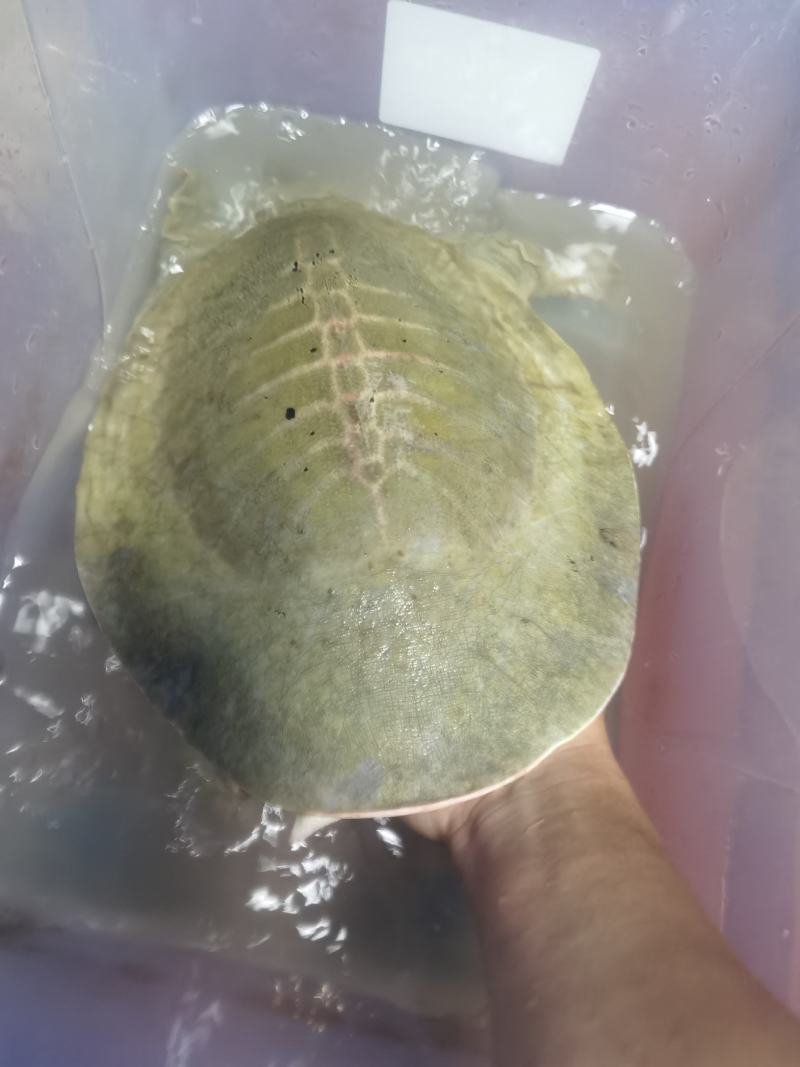 十年老黄沙，品质鱼，天花板