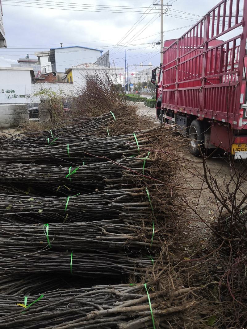 3公分—10公分牡丹花木槿苗价格双瓣木槿花元树苗