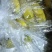 青蕉，二黄，大黄有货。价格美丽