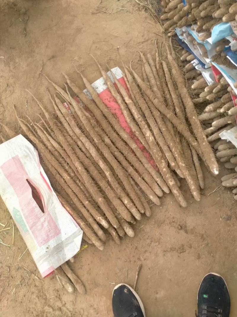 河北小白嘴白山药产地直发大量现货30-80好箱货