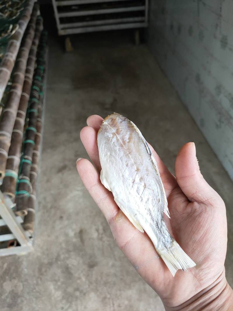海鲈公鱼咸鱼干干货店家推荐