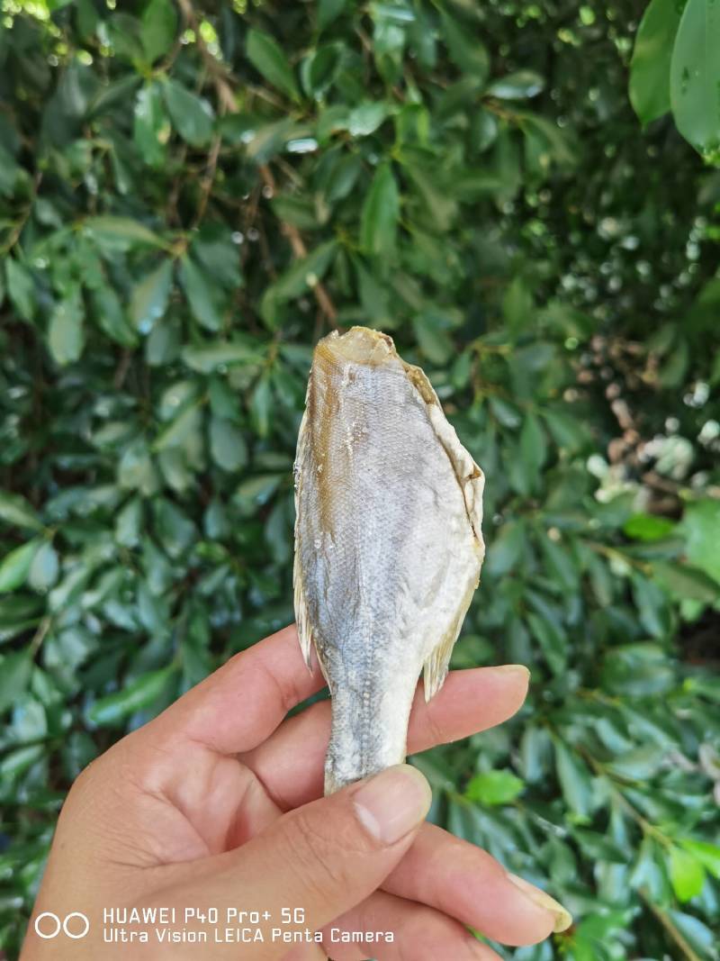海鲈公鱼咸鱼干干货店家推荐