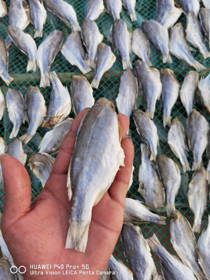 海鲈公鱼咸鱼干干货店家推荐