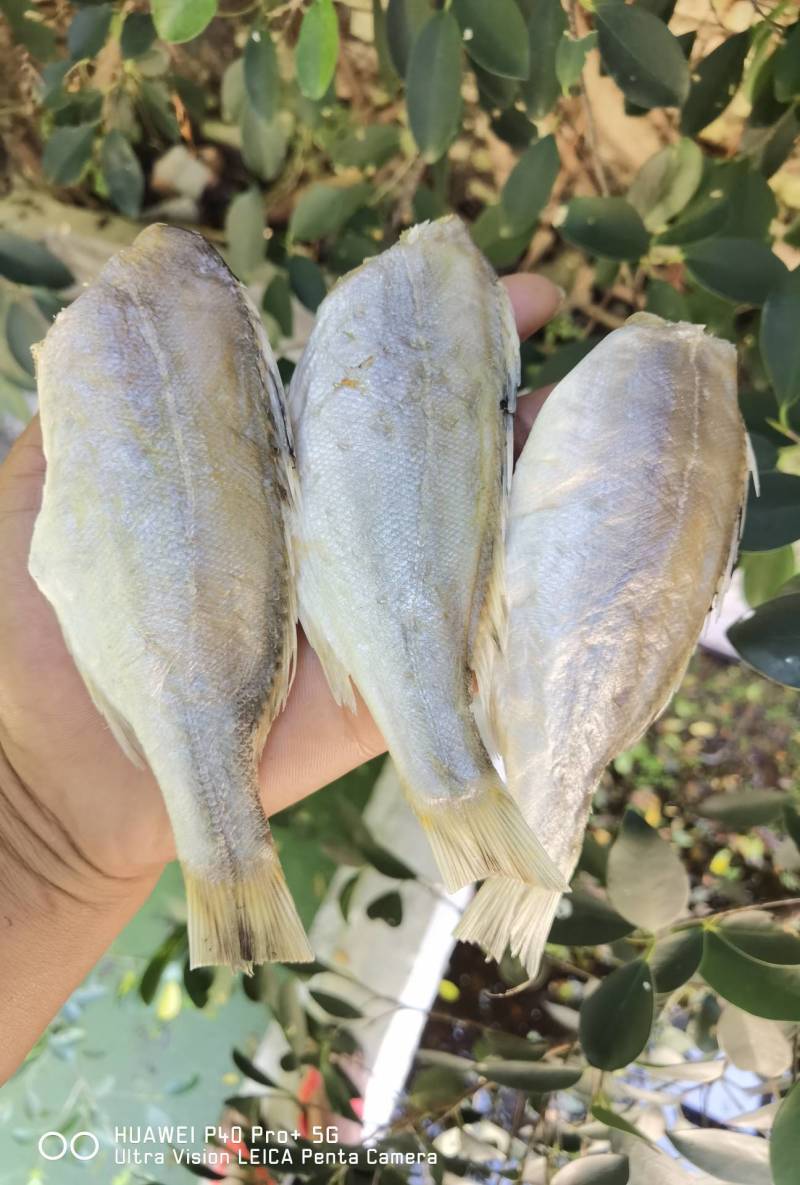 海鲈公鱼咸鱼干干货店家推荐