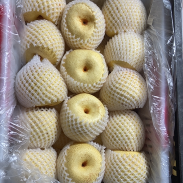 砀山梨