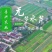 【芹菜】水芹菜无节水芹菜去叶去根品质保证量大从优