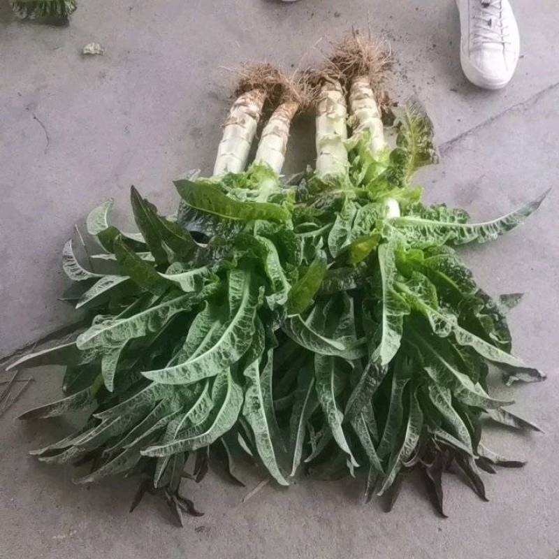 江苏莴苣红叶莴笋品味香，口感好，肉色绿，生吃配菜佳品