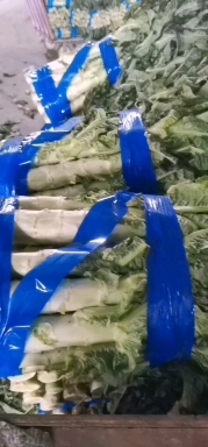 江苏莴苣红叶莴笋品味香，口感好，肉色绿，生吃配菜佳品