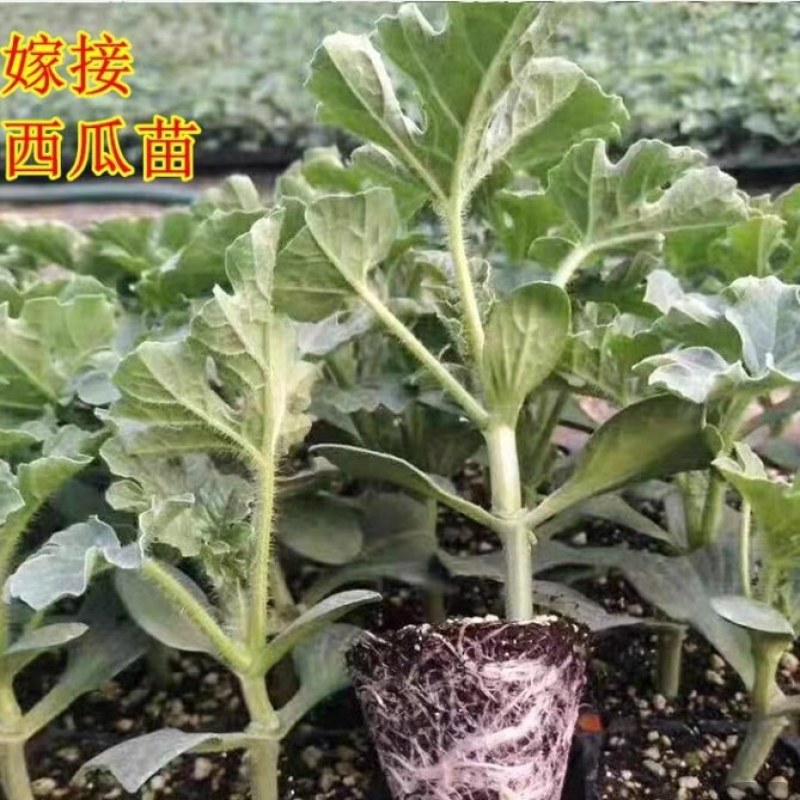 京颖早春红玉西瓜苗，甜王