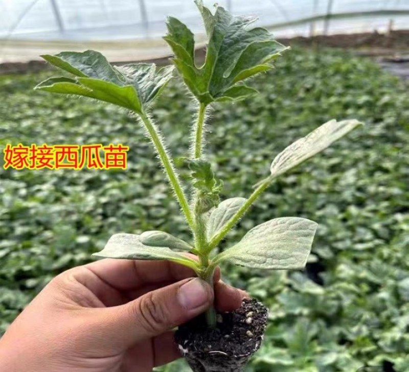 京颖早春红玉西瓜苗，甜王