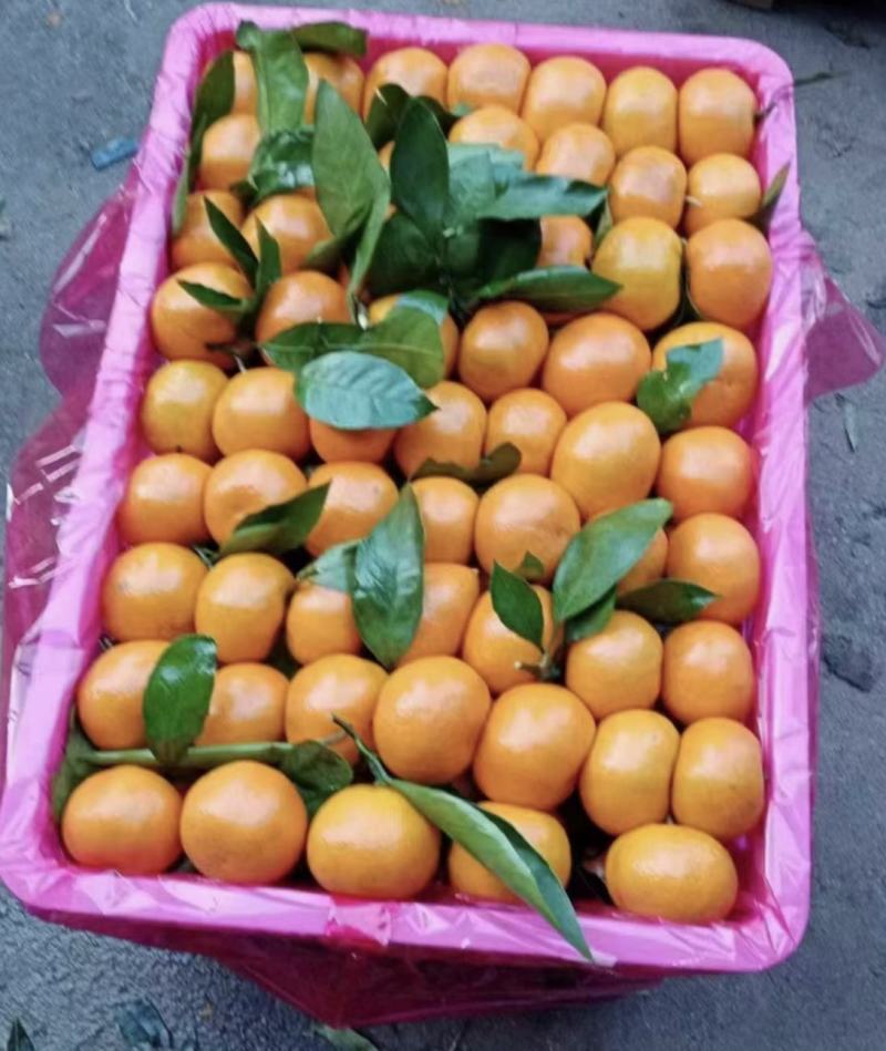 精品叶橘皮薄味甜，颜色好，果面干净，水分充足，物美价廉