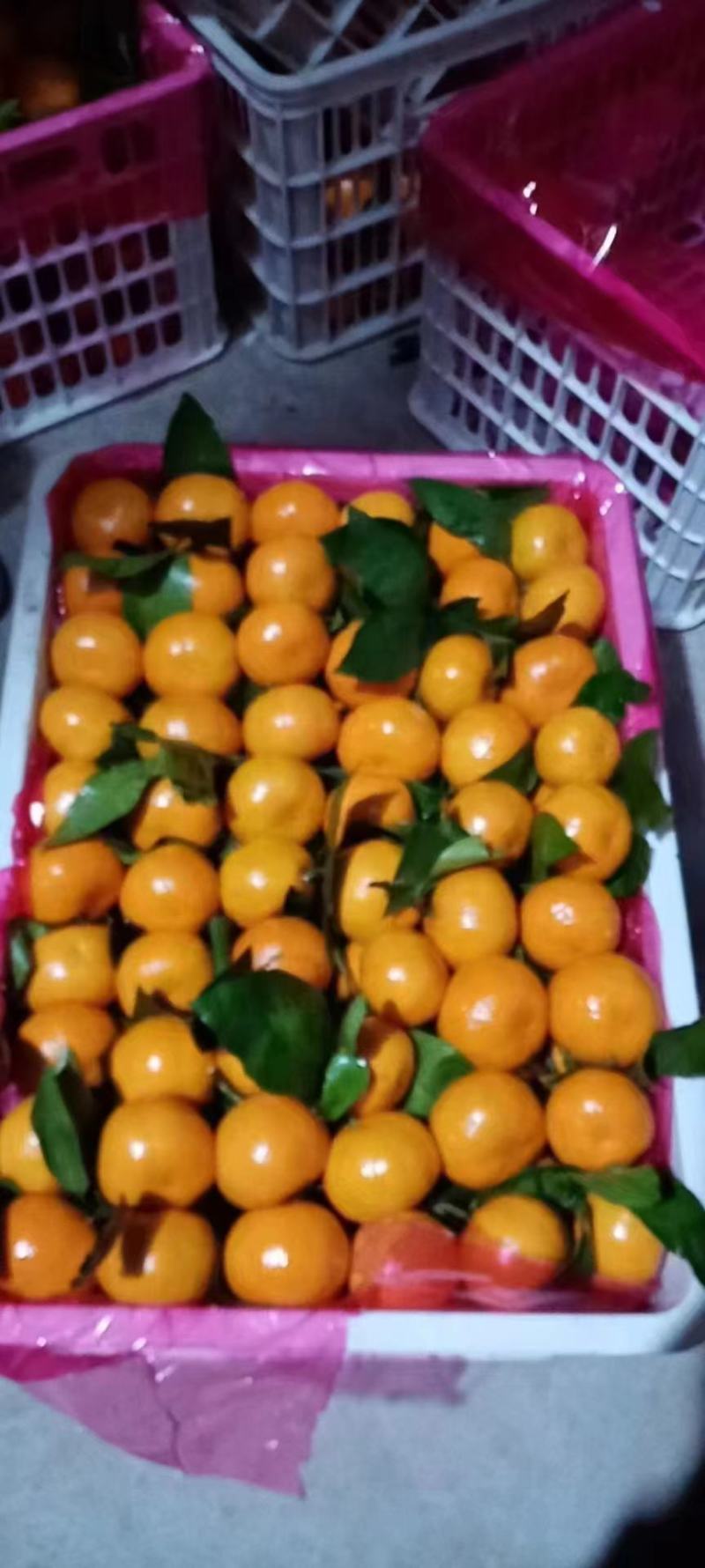 精品叶橘皮薄味甜，颜色好，果面干净，水分充足，物美价廉