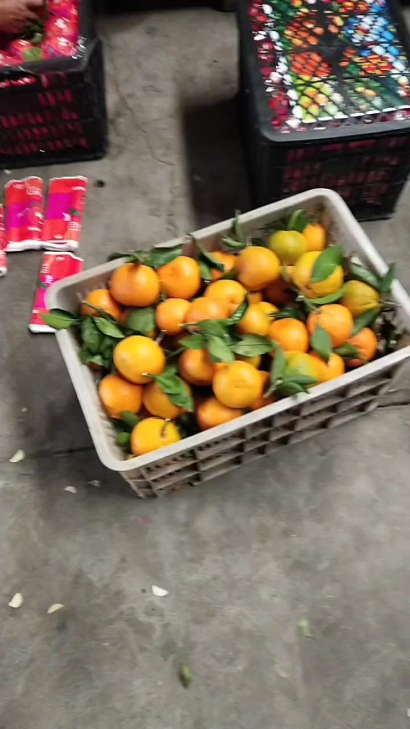 精品叶橘皮薄味甜，颜色好，果面干净，水分充足，物美价廉