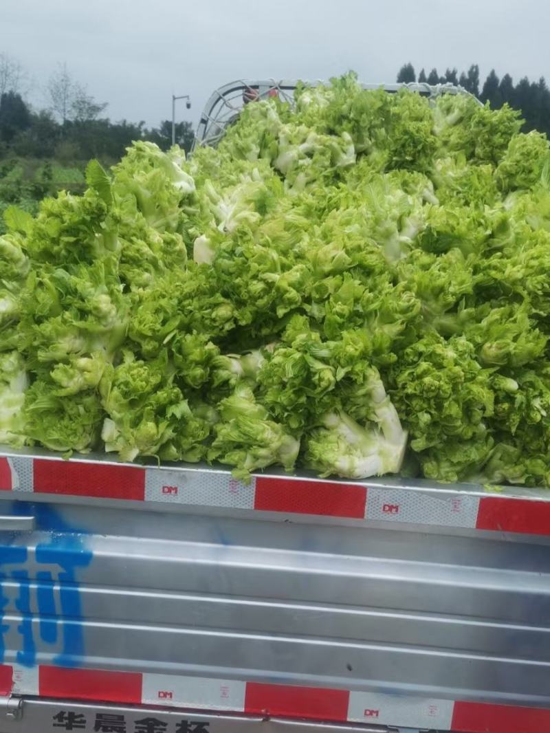 儿菜，好到爆的儿菜，一手货源。