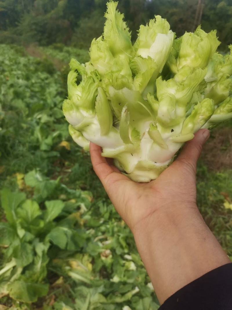 儿菜，好到爆的儿菜，一手货源。