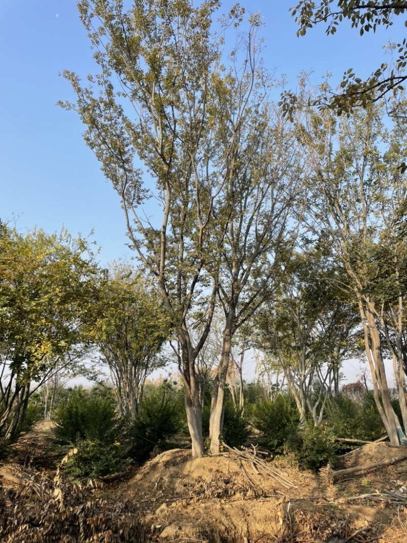 太子参种苗自产自销山东临沂品质优质量佳好