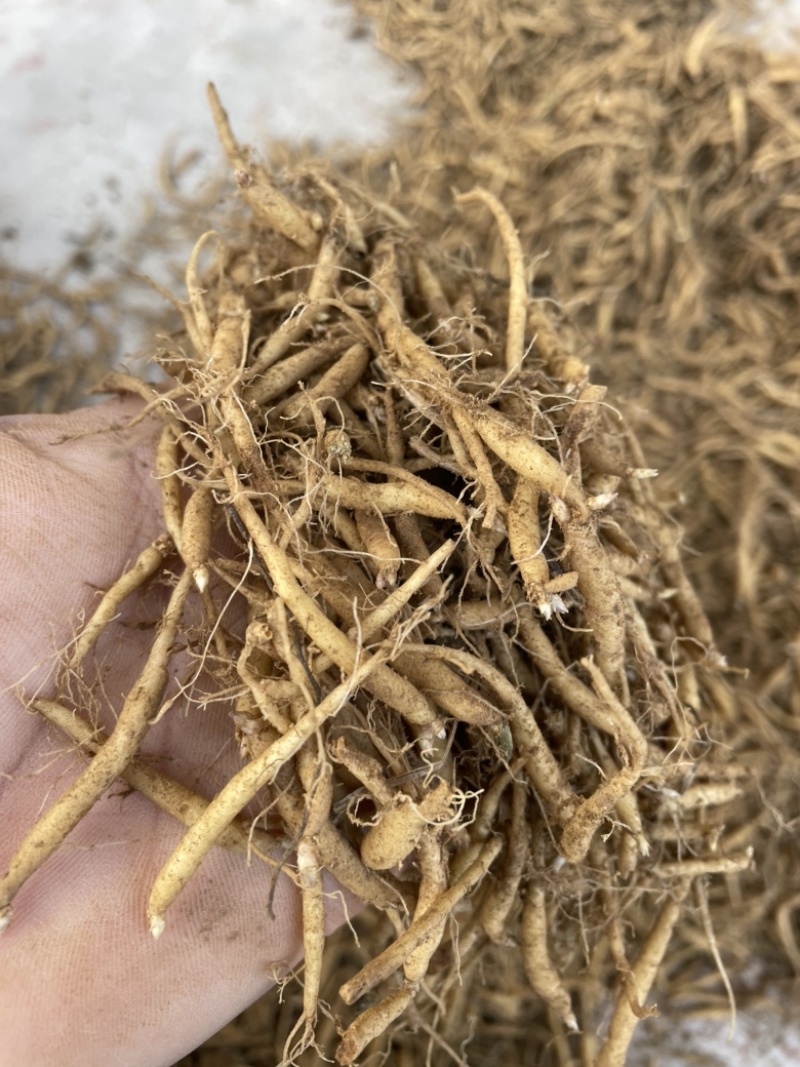 太子参种苗自产自销山东临沂品质优质量佳好