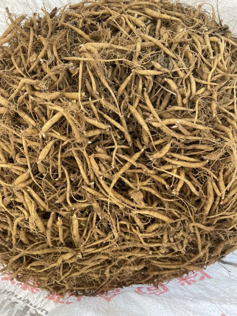 太子参种苗自产自销山东临沂品质优质量佳好
