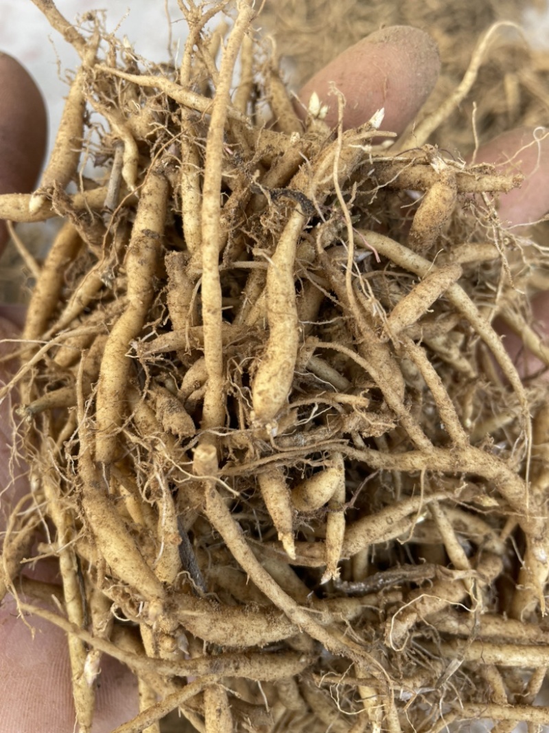 太子参种苗自产自销山东临沂品质优质量佳好