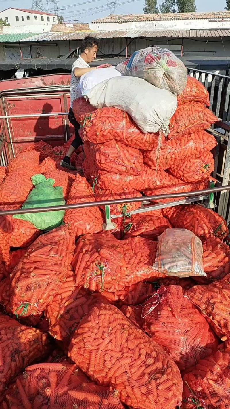 新鲜次品胡萝卜，养殖用胡萝卜加工厂养殖场用胡萝卜全年供应
