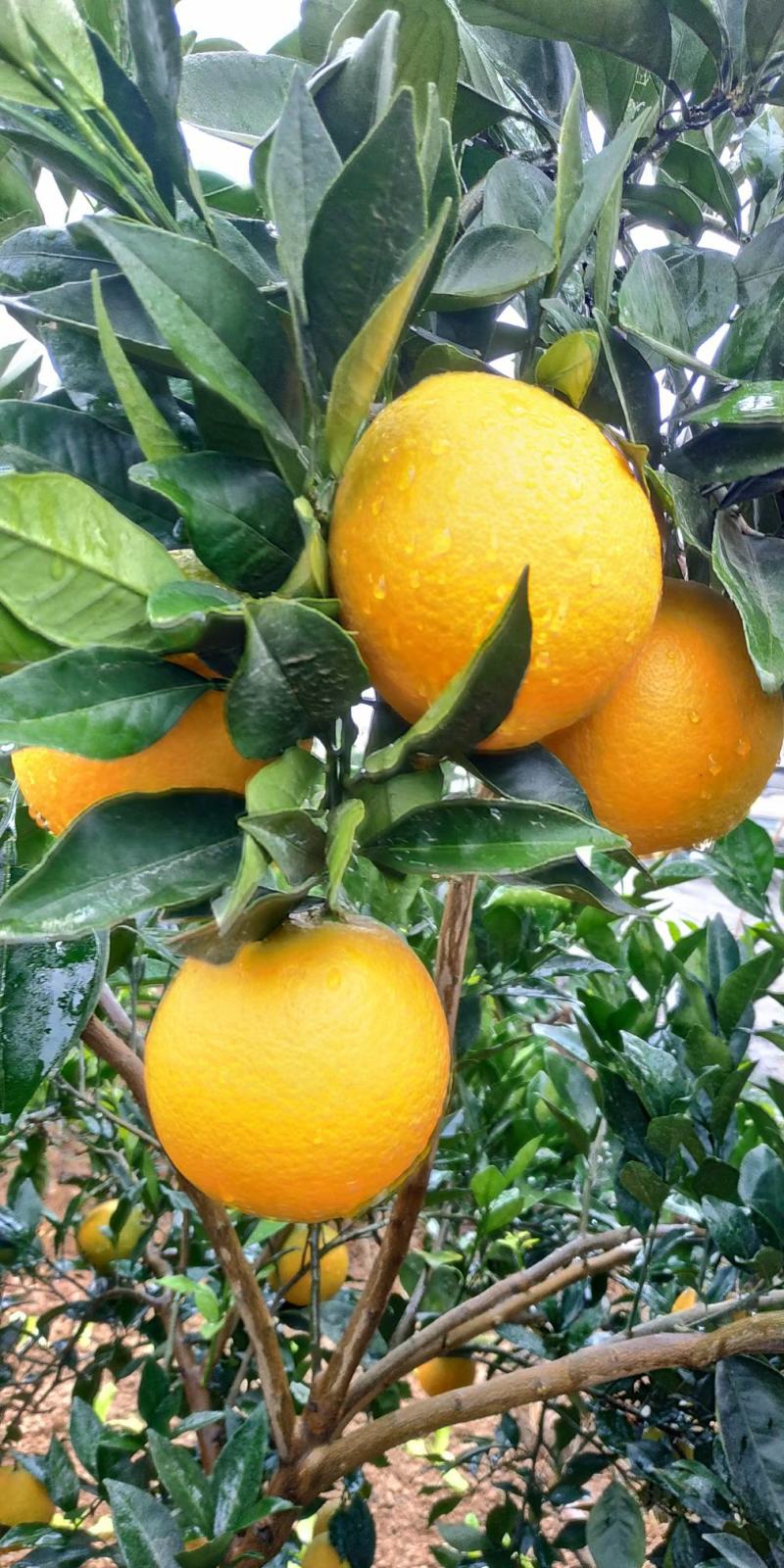 九月红果冻橙果肉细嫩水份足无核化渣对接市场电商社区团购