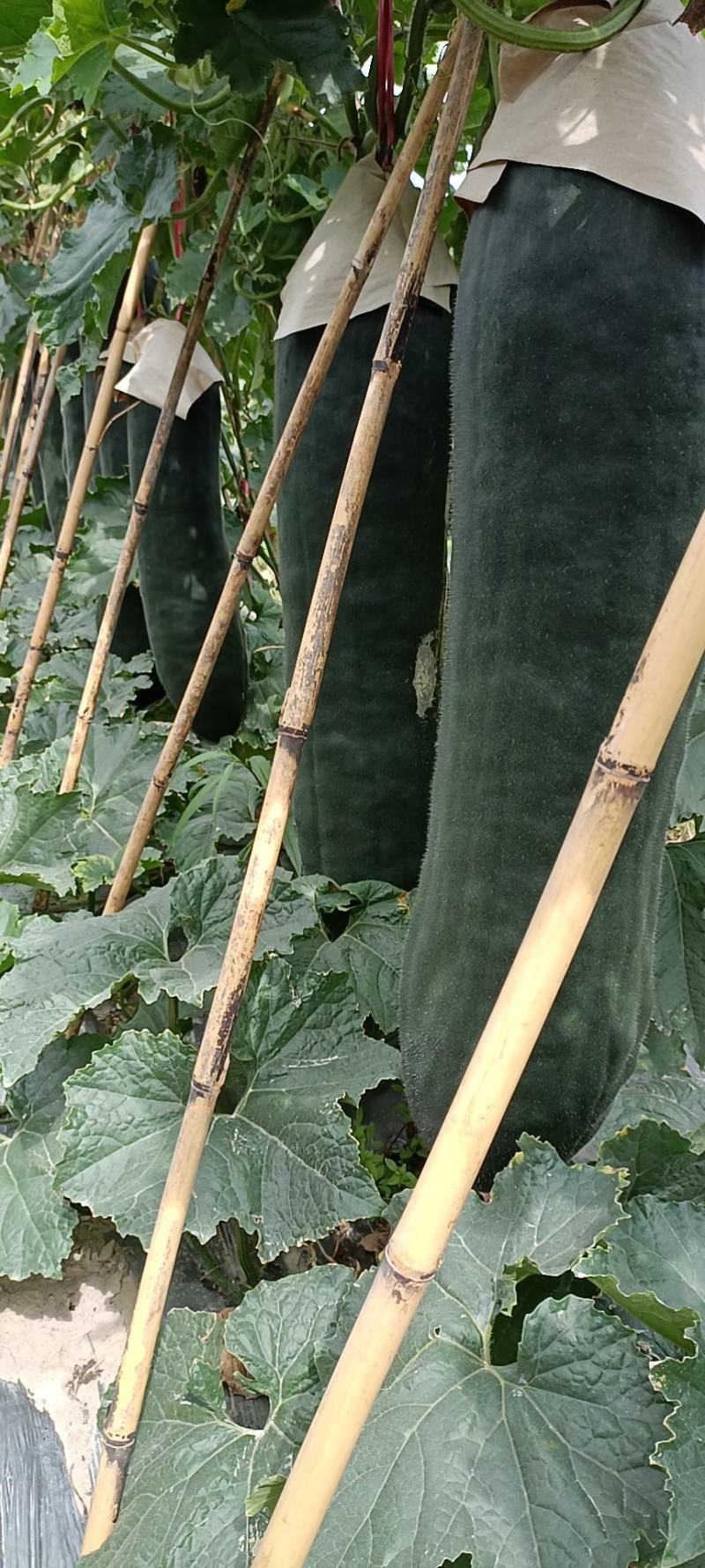海南黑皮冬瓜，条形好黑靓度够肉厚，耐运，质量保证！