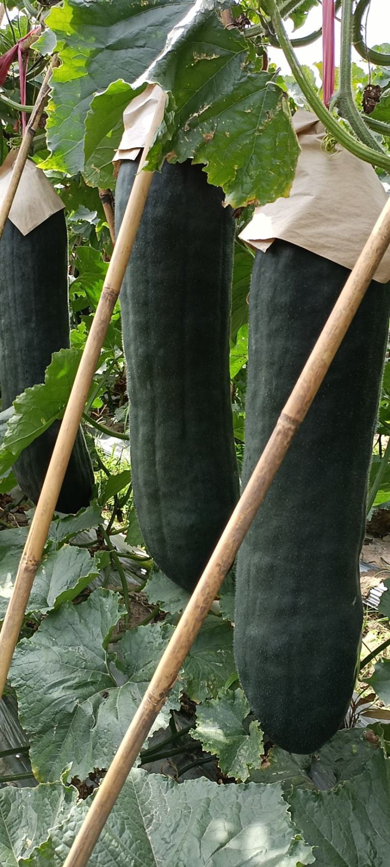 海南黑皮冬瓜，条形好黑靓度够肉厚，耐运，质量保证！