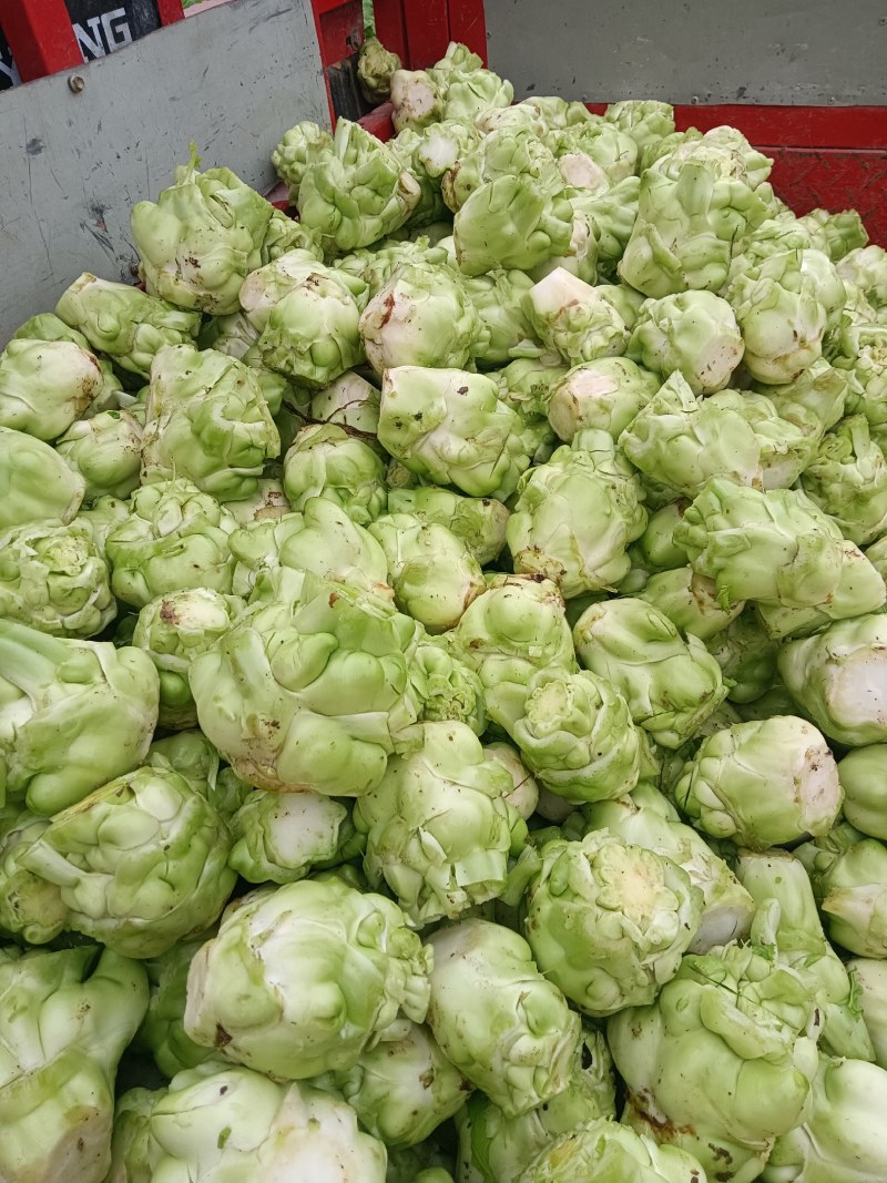 榨菜