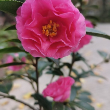 茶梅苗/茶花苗/茶花苗/茶梅苗/全国发货包邮
