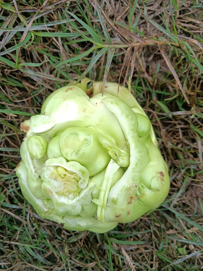 榨菜