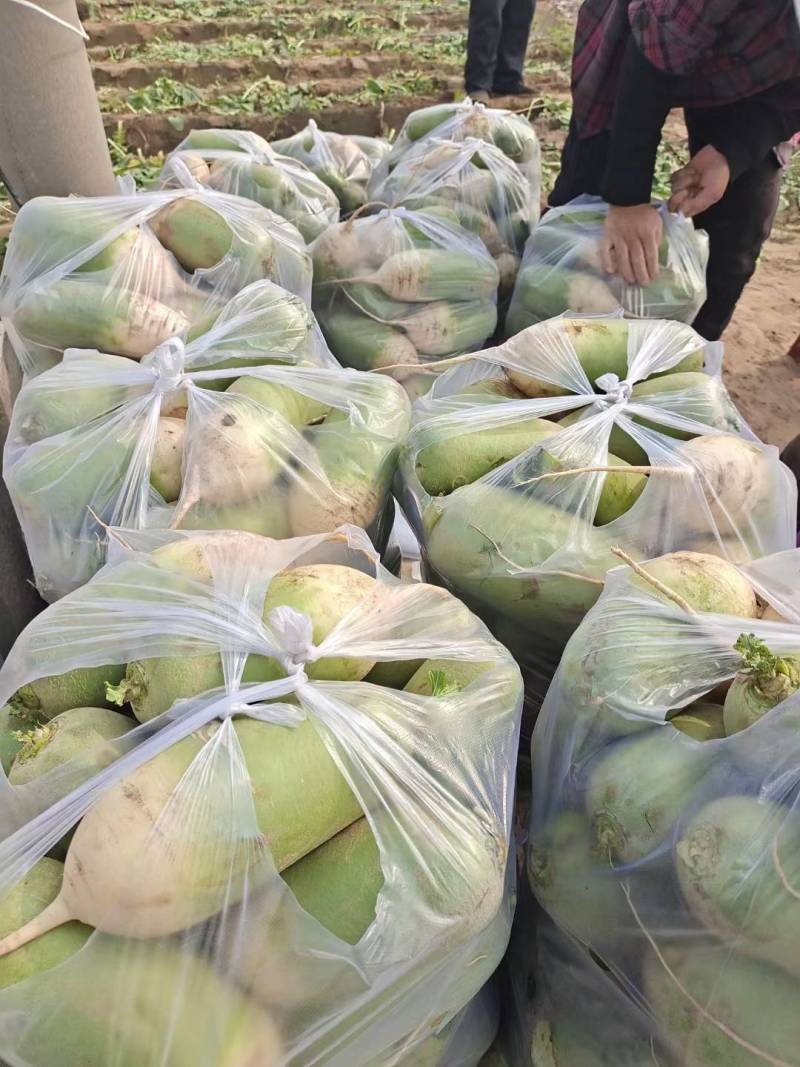 陕西大荔青头萝卜青脆爽口对接各大商超下单采购
