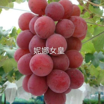 正宗妮娜皇后贝达根嫁接葡萄苗1年30公分高