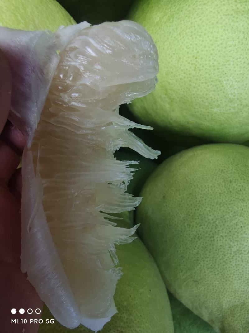 恭城老树沙田柚