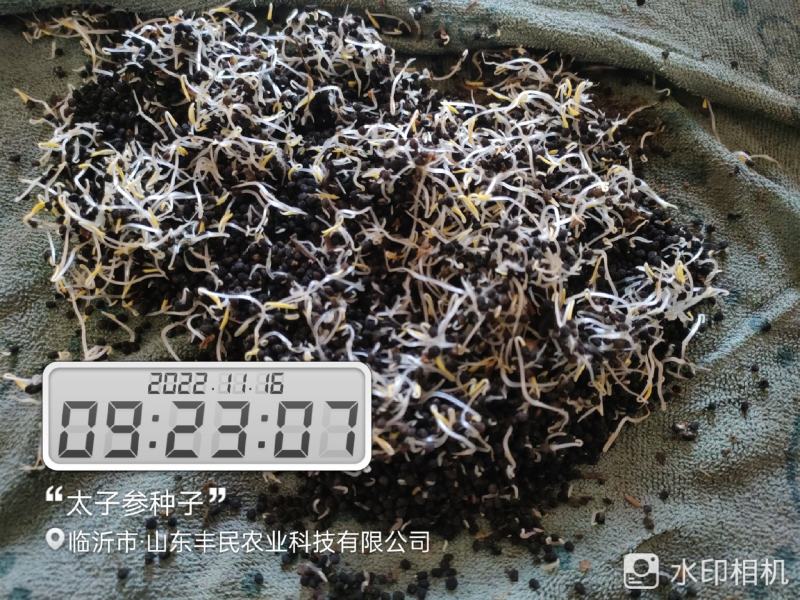 太子参种子
