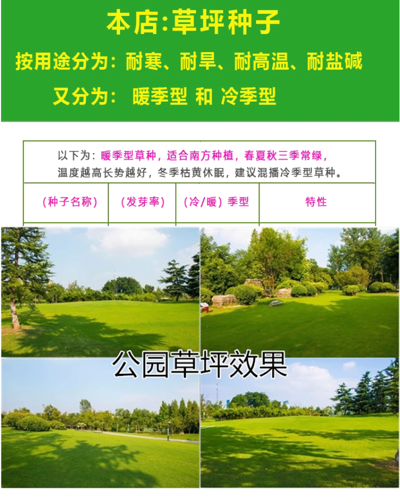进口草坪种子护坡绿化狗牙根草籽草种子矮生耐践踏免修剪