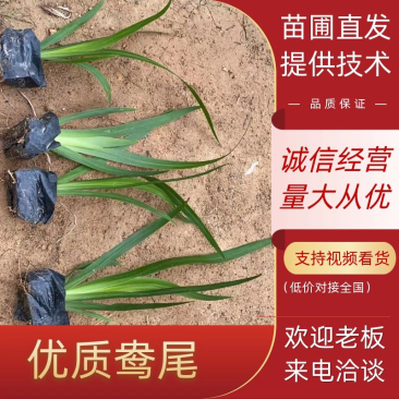 燕尾中袋苗