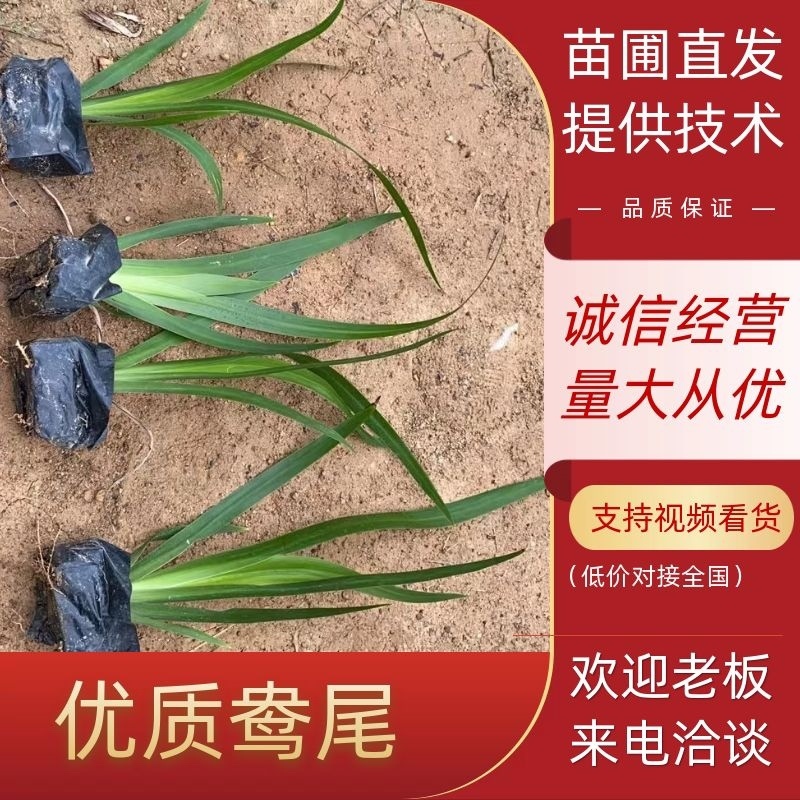 燕尾中袋苗