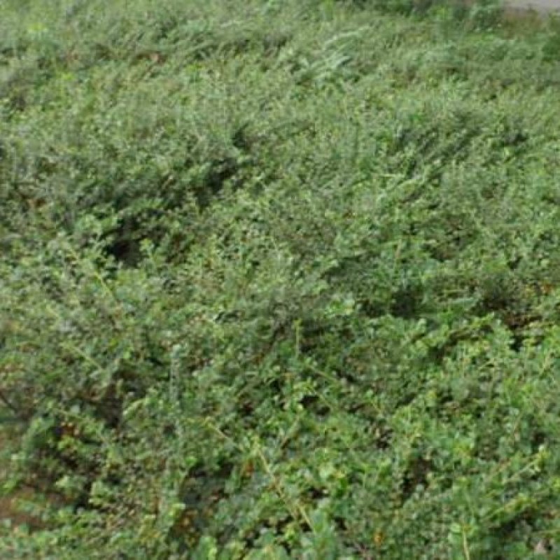 平枝枸子苗
