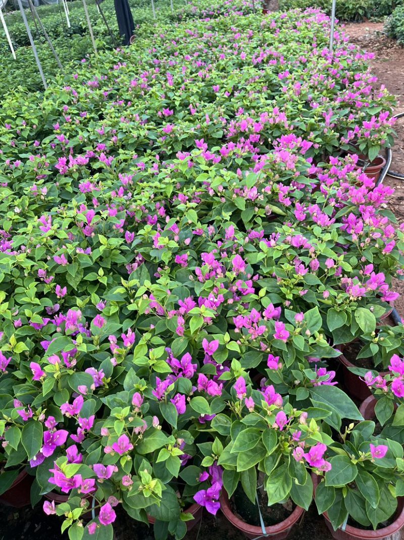 紫花小红桶三角梅