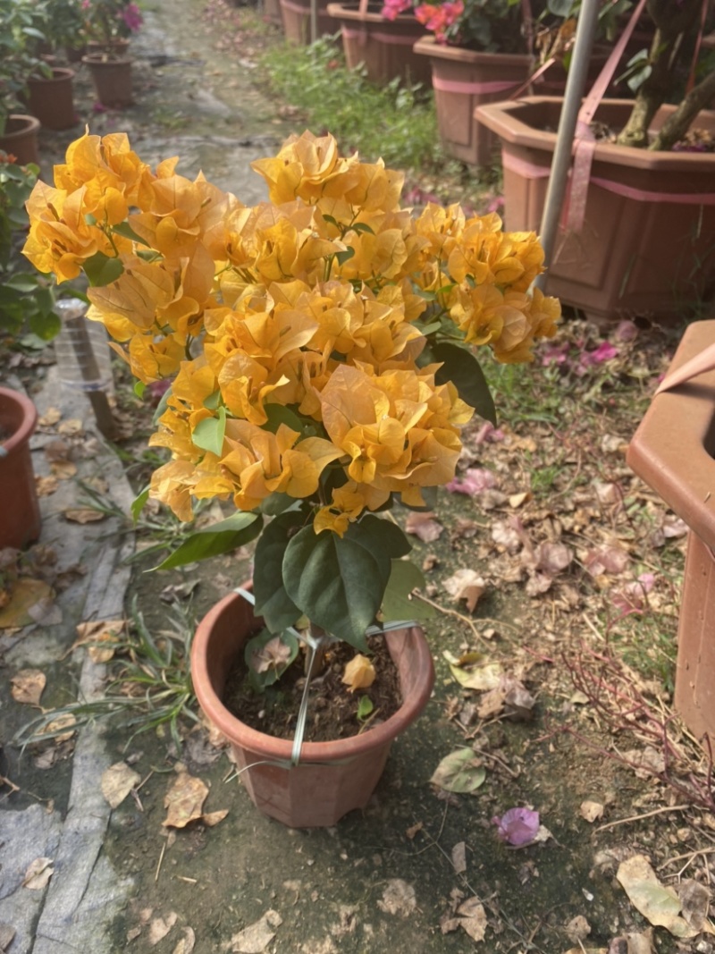 紫花小红桶三角梅