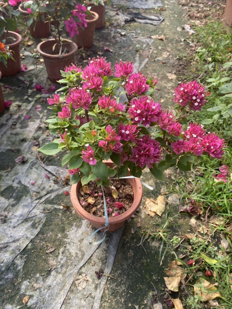 紫花小红桶三角梅